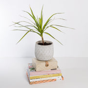 Urban Sprouts Plant 6" in nursery pot Dragon Tree 'Sunray'