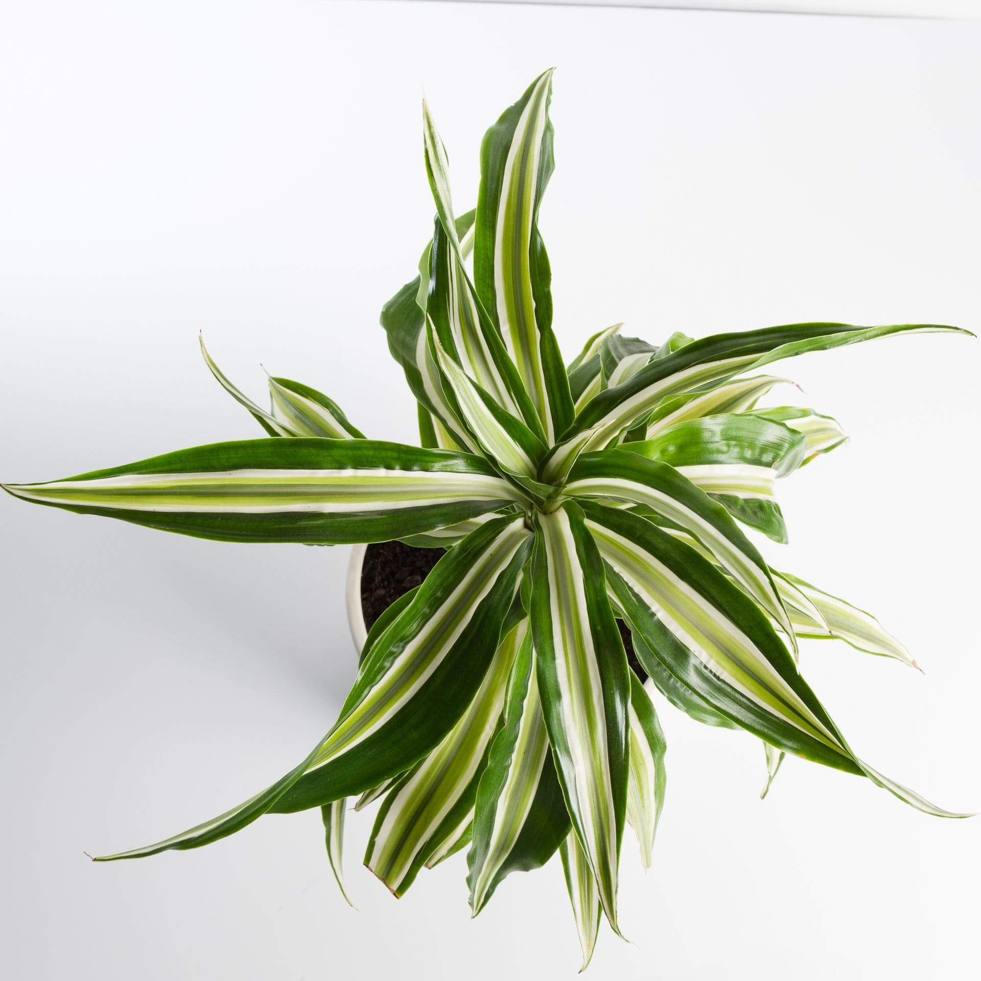 Urban Sprouts Plant 6" in nursery pot Dragon Tree 'Warneckii'