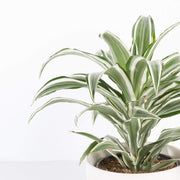 Urban Sprouts Plant 6" in nursery pot Dragon Tree 'White Jewel'