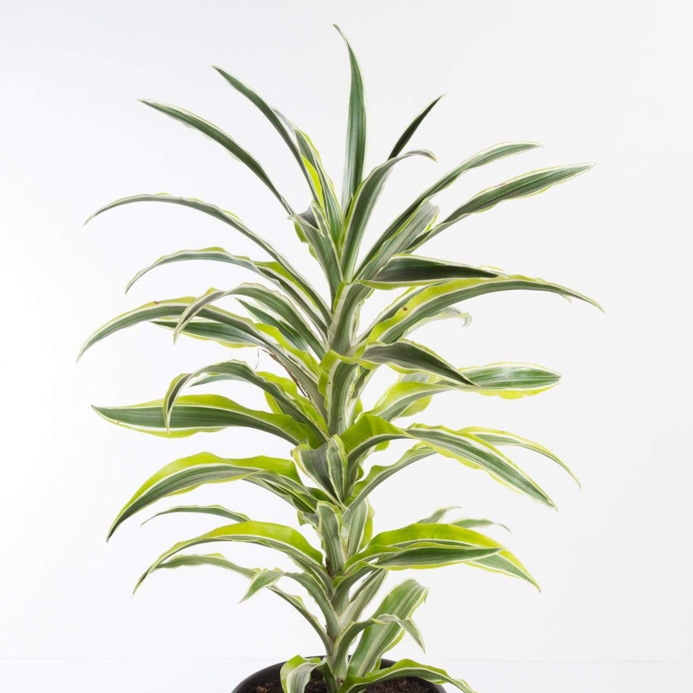 Urban Sprouts Plant 6" in nursery pot Dragon Tree 'White Surprise'