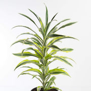 Urban Sprouts Plant 6" in nursery pot Dragon Tree 'White Surprise'