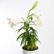 Urban Sprouts Plant 6" in nursery pot Easter Lily