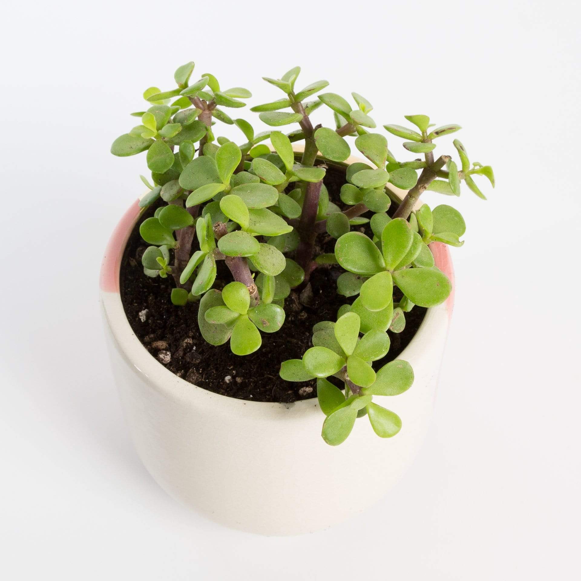 jade plant elephant bush Elephant Bush 'Mini Jade' 4" – Urban Sprouts