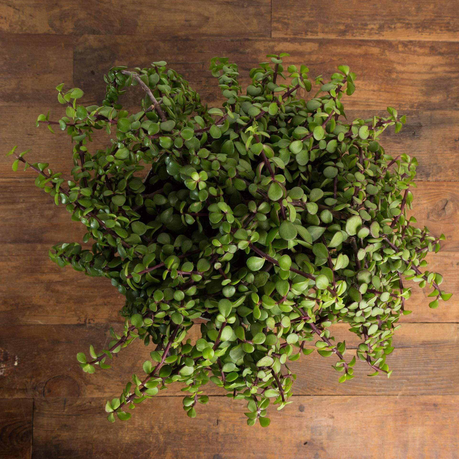 Mini Jade 'Large Leaf' - Urban Sprouts