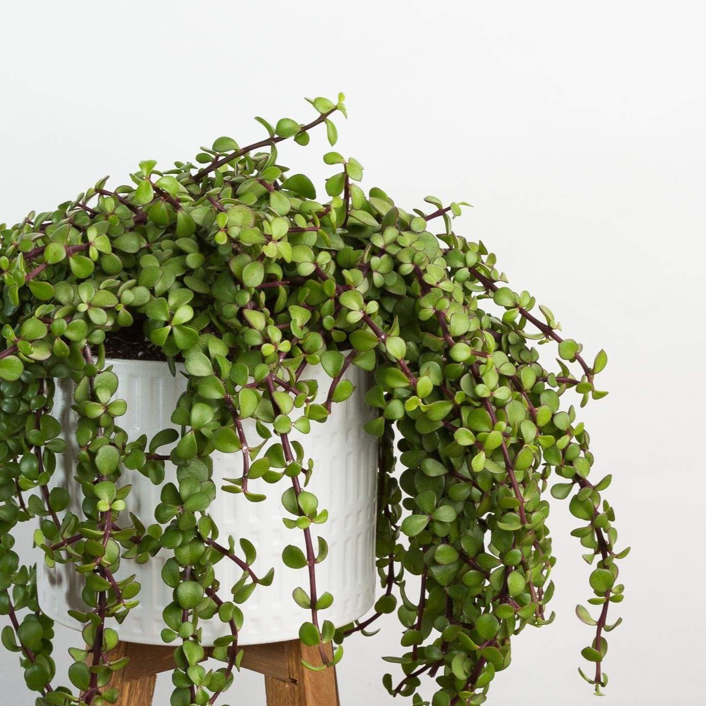 Mini Jade 'Large Leaf' - Urban Sprouts