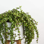 Mini Jade 'Large Leaf' - Urban Sprouts