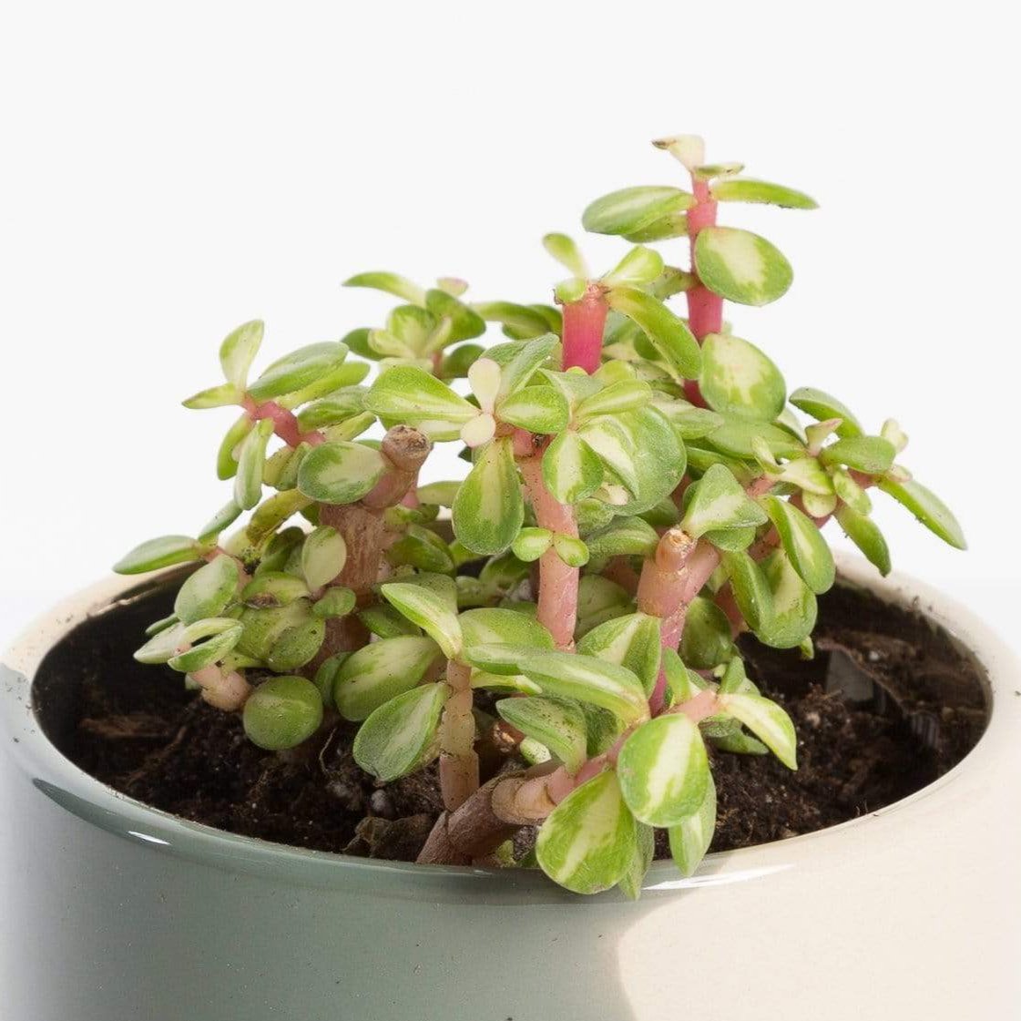 Urban Sprouts Plant 4" in nursery pot Elephant Bush 'Mini Jade -Variegated'