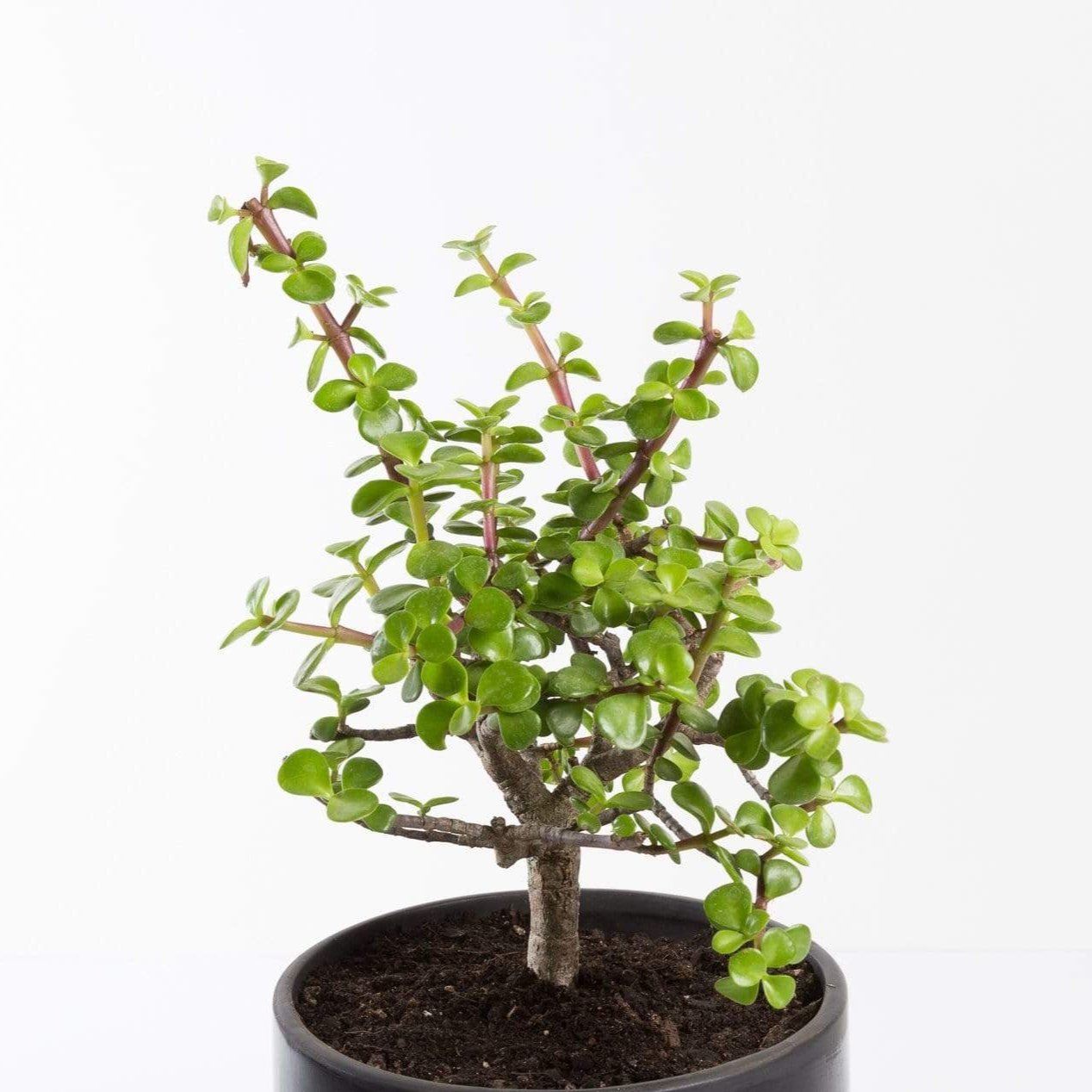 Urban Sprouts Plant 6" in nursery pot Elephant Bush 'Red Stem'