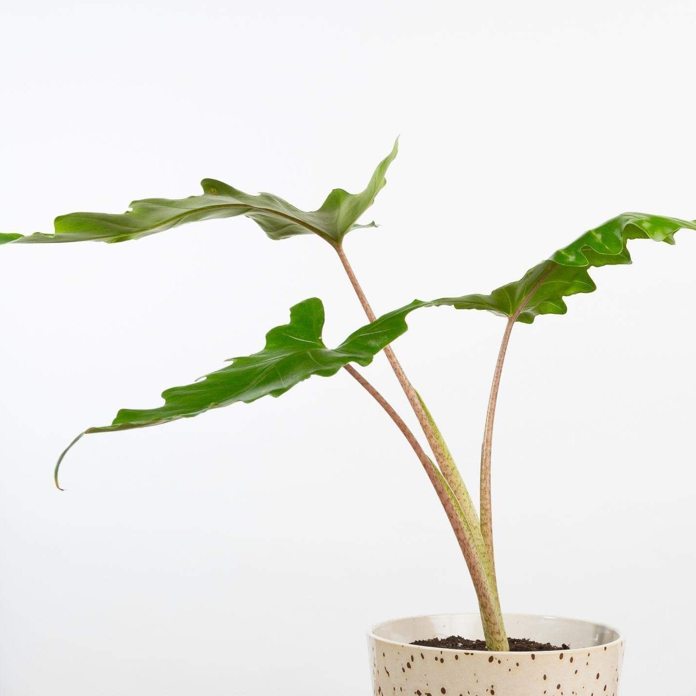 Elephant Ear 'Boa' - Urban Sprouts