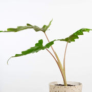 Elephant Ear 'Boa' - Urban Sprouts