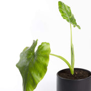 Elephant Ear 'Borneo Giant' - Urban Sprouts