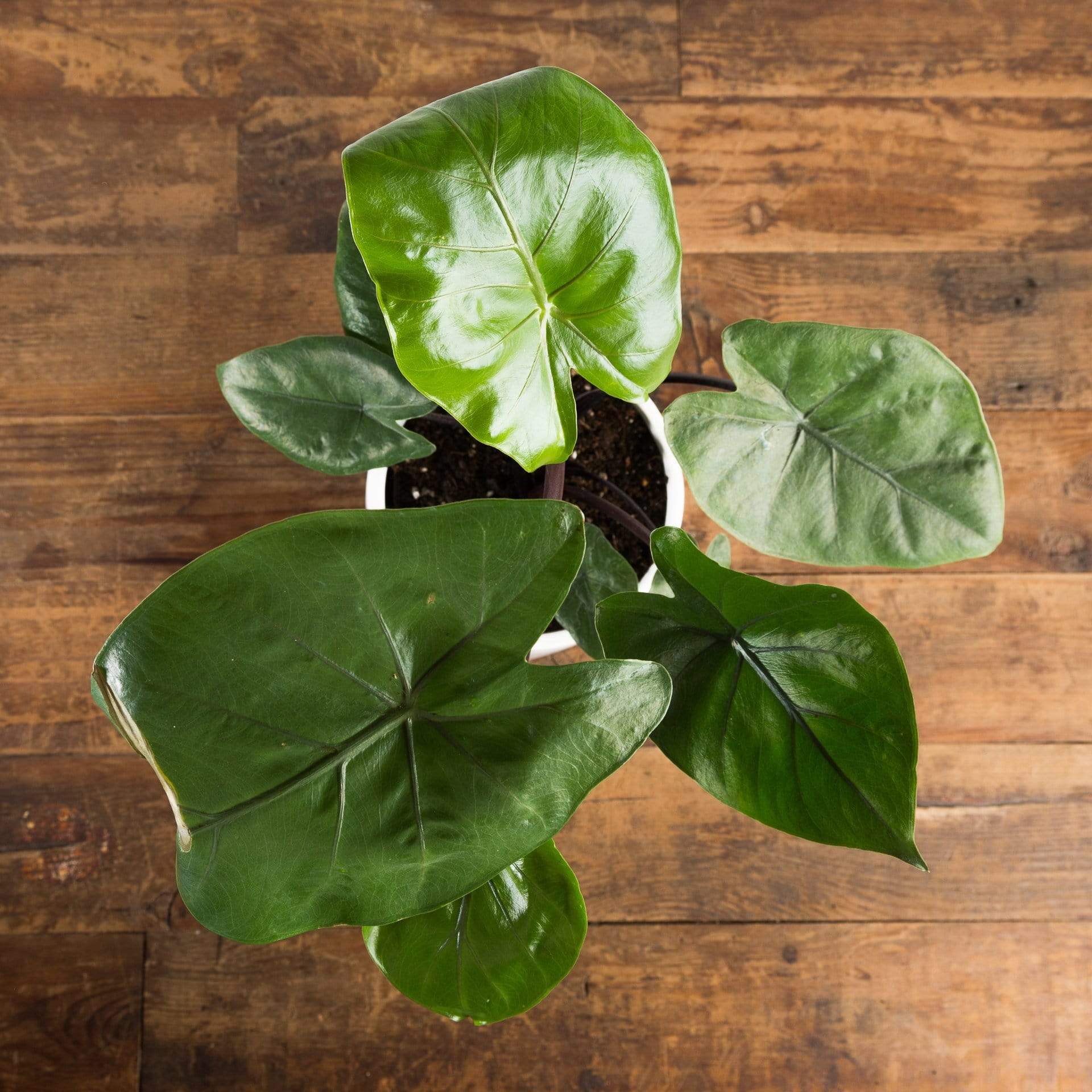 Elephant Ear 'Dark Star' - Urban Sprouts