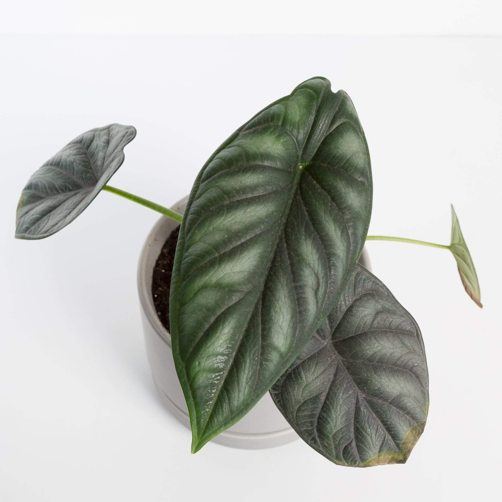 Urban Sprouts Rare Plant 4" in nursery pot Elephant Ear 'Dragon Scale'