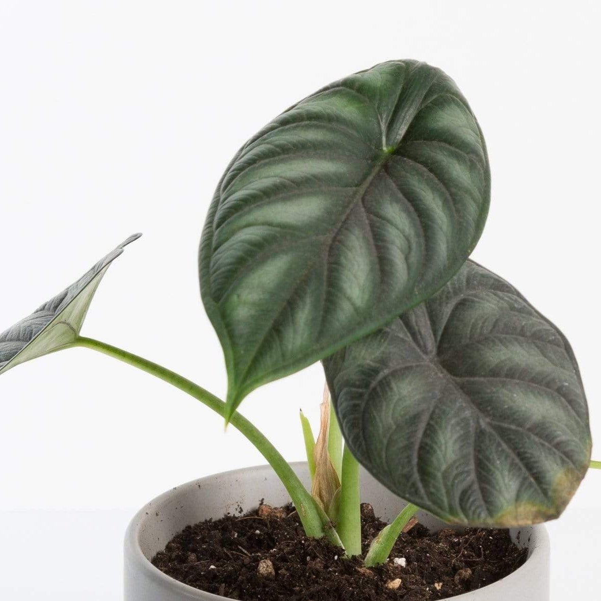 Urban Sprouts Rare Plant 4" in nursery pot Elephant Ear 'Dragon Scale'