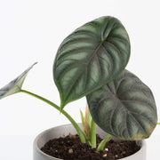 Urban Sprouts Rare Plant 4" in nursery pot Elephant Ear 'Dragon Scale'