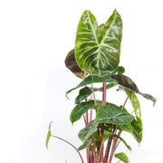 Elephant Ear 'Ivory Towers' - Urban Sprouts