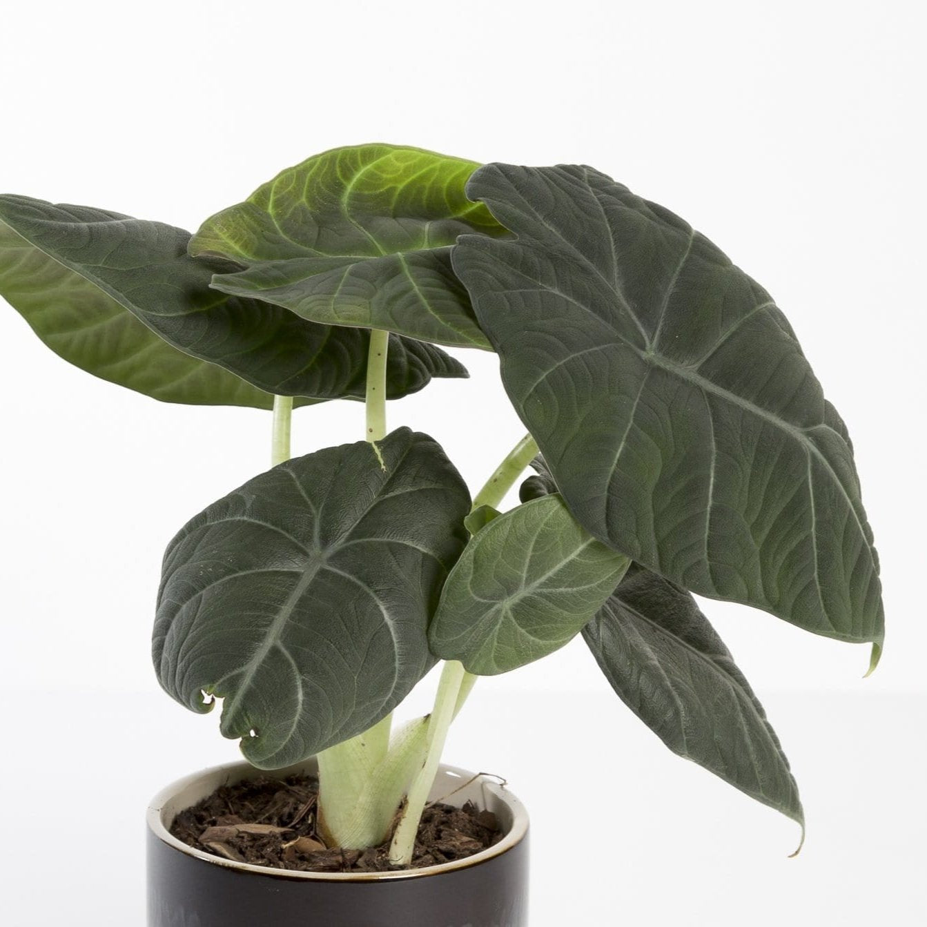Elephant Ear 'Maharani' - Urban Sprouts