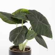 Elephant Ear 'Maharani' - Urban Sprouts
