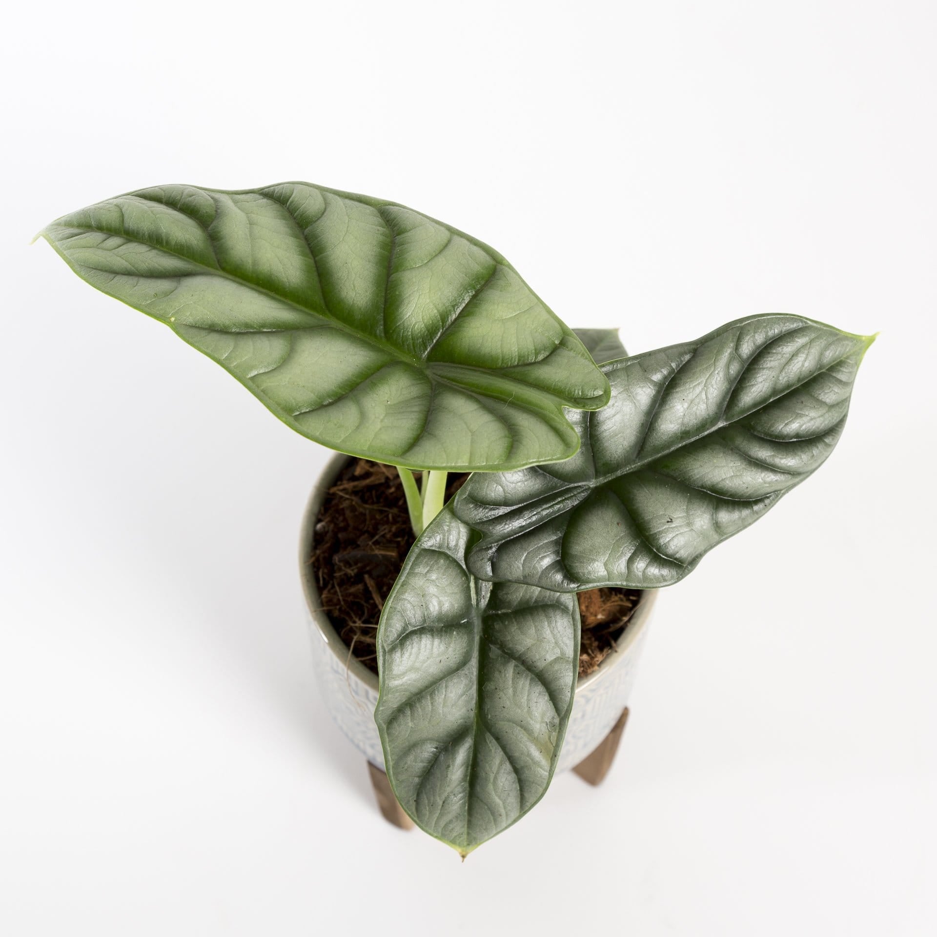 Urban Sprouts Rare Plant 4" in nursery pot Elephant Ear 'Silver Dragon'