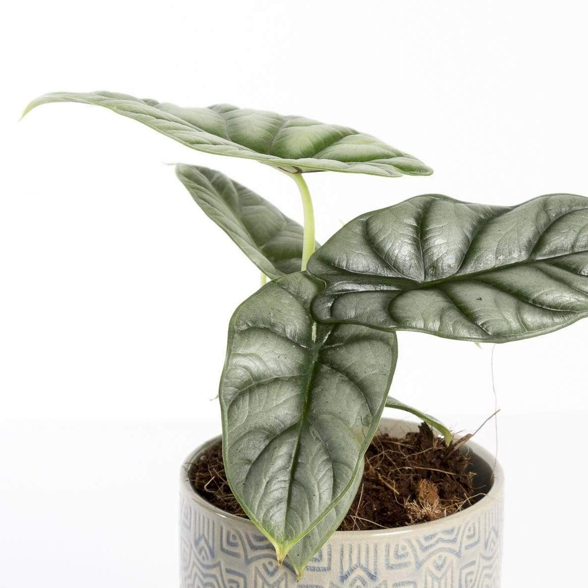 Urban Sprouts Rare Plant 4" in nursery pot Elephant Ear 'Silver Dragon'