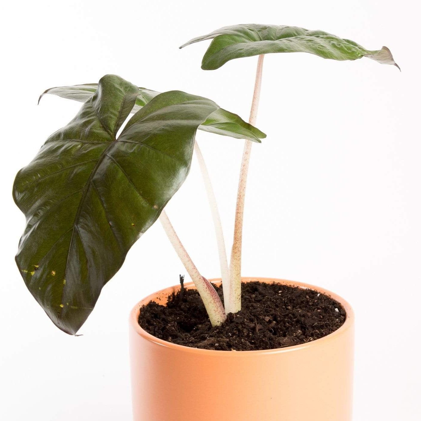 elephant ear plant nursery Elephant Ear 'Yucatan Princess' 6" – Urban Sprouts