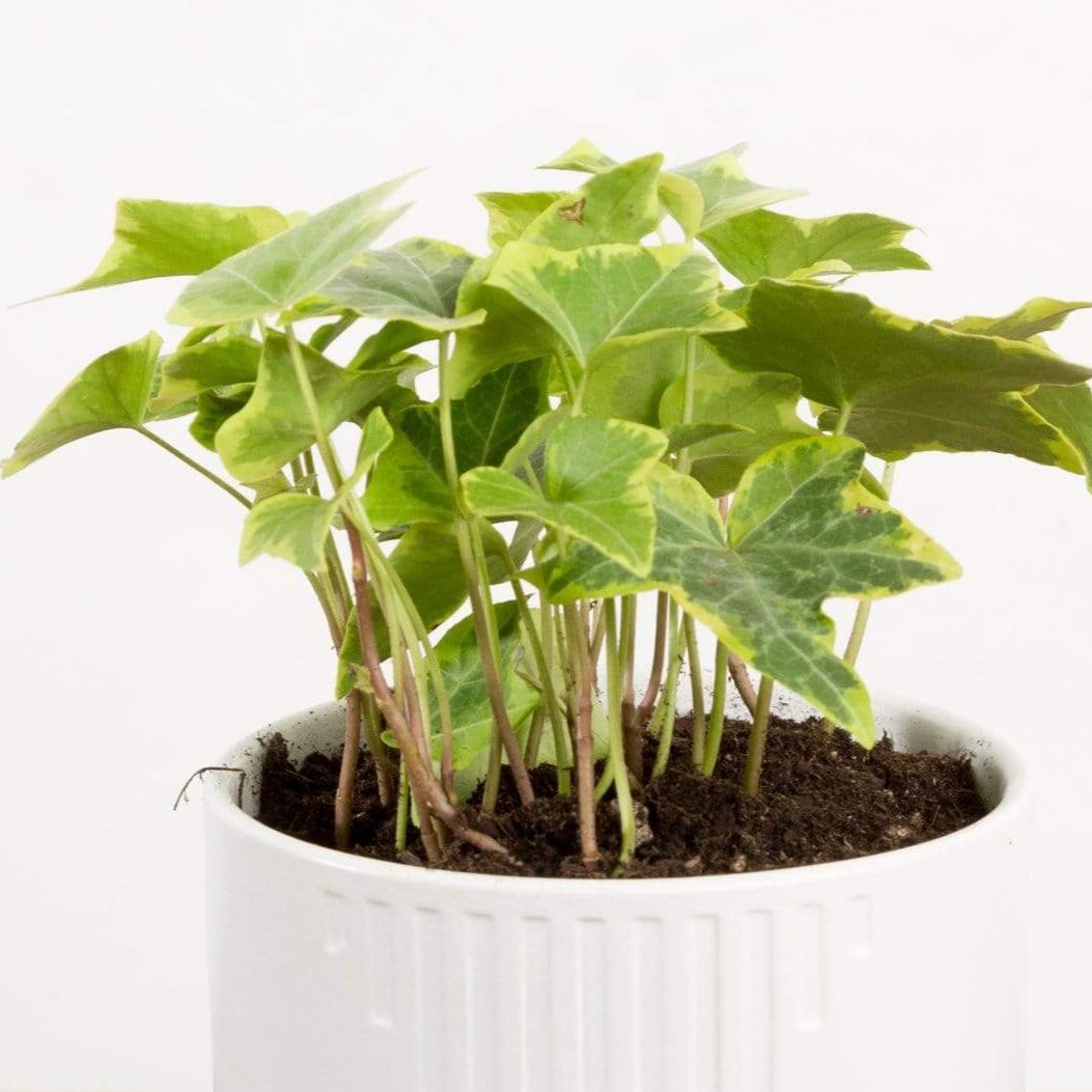 English Ivy 'Goldchild' - Urban Sprouts
