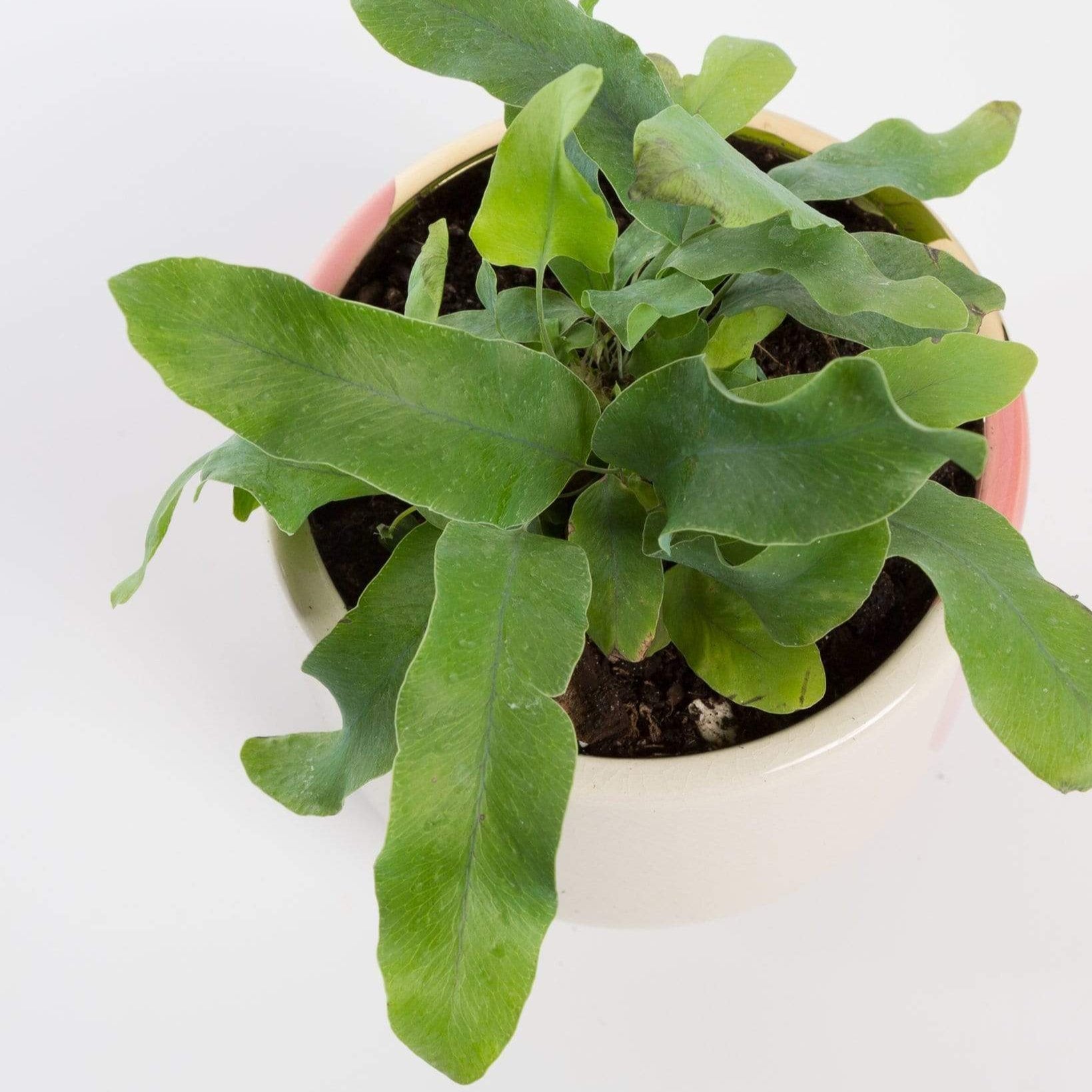 Urban Sprouts Plant Fern 'Blue Star'