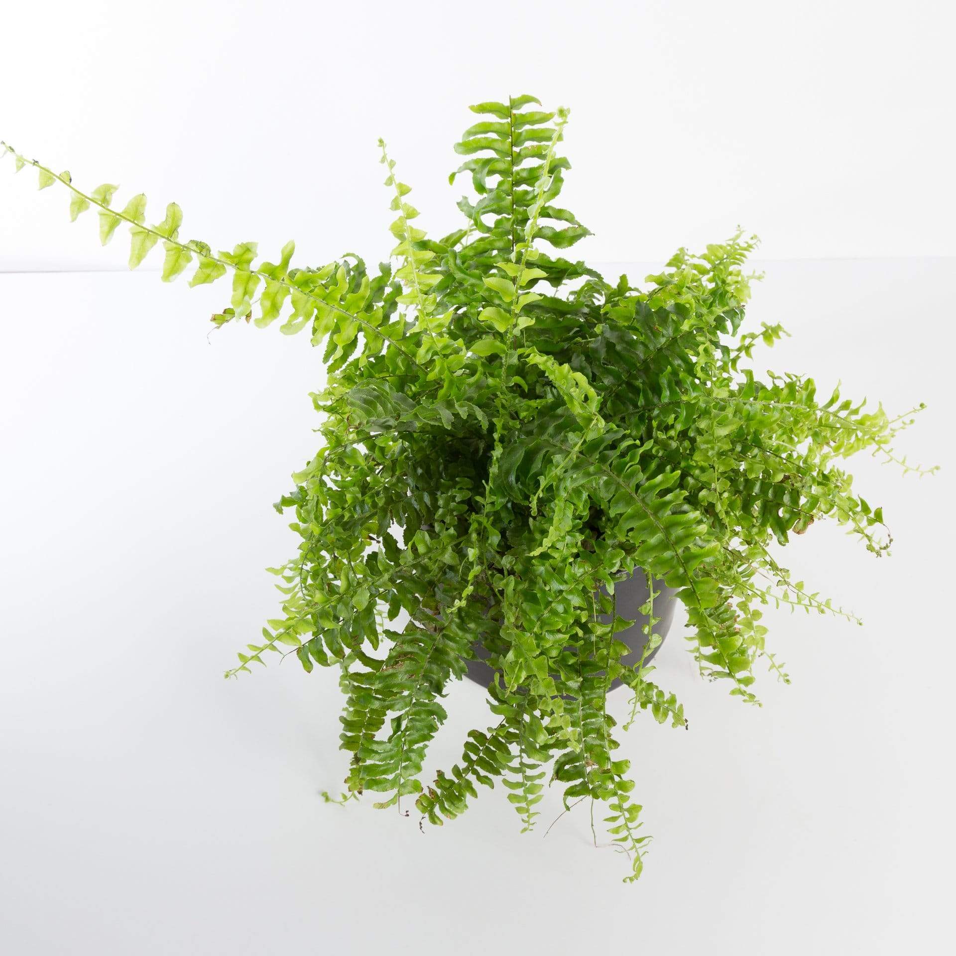 Urban Sprouts Plant Fern 'Boston'