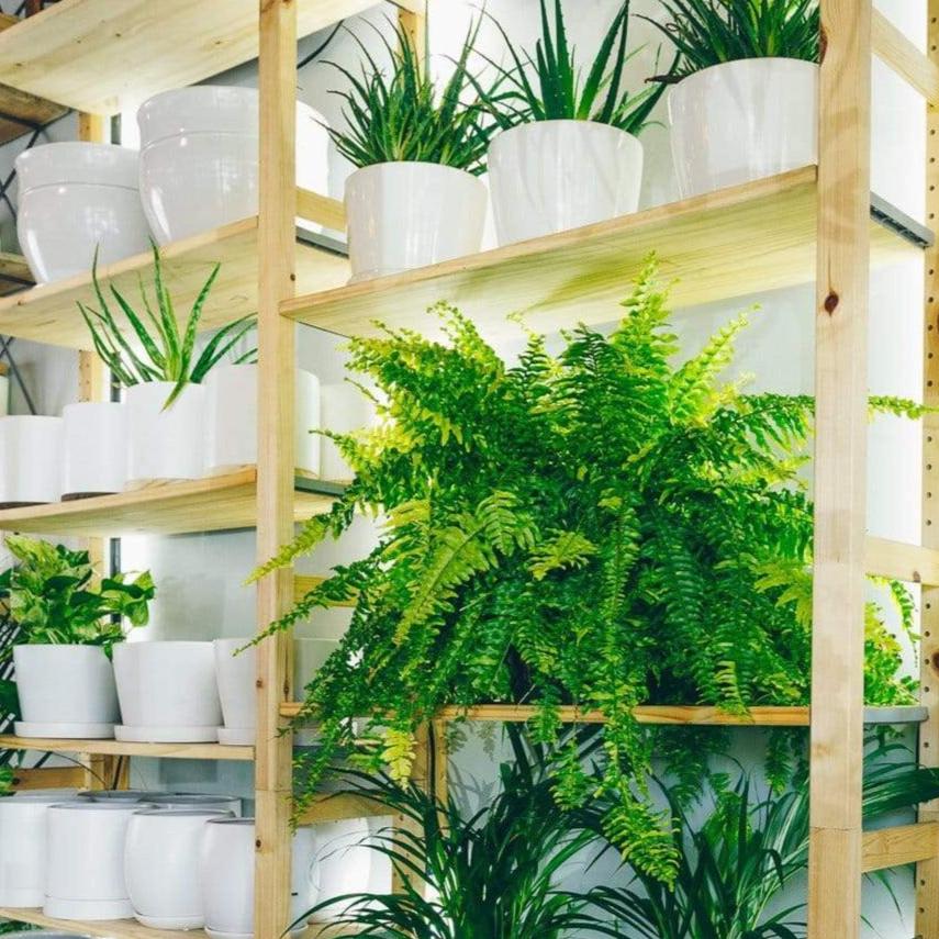 Fern 'Boston' - Urban Sprouts