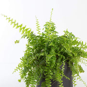 Urban Sprouts Plant Fern 'Boston'