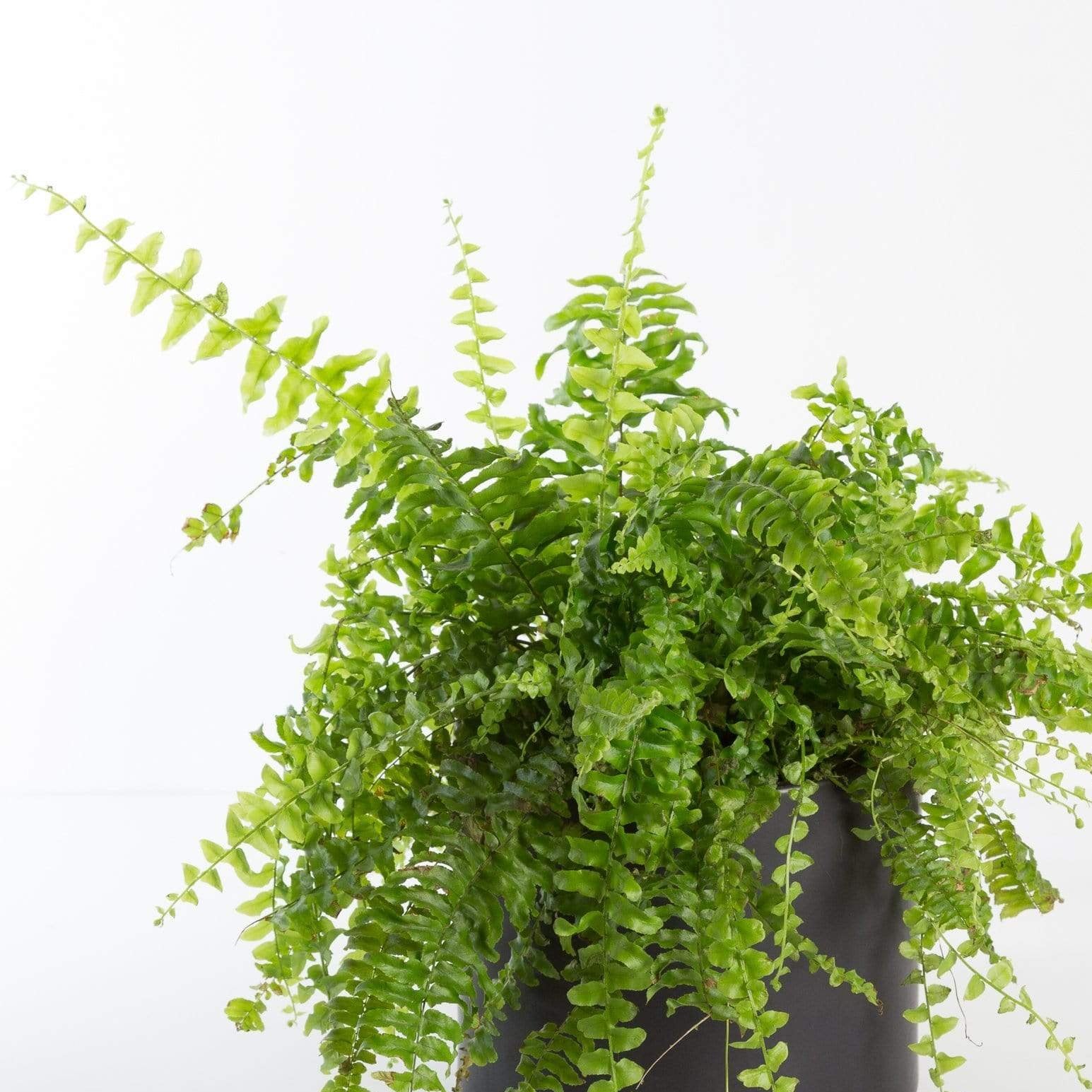 Urban Sprouts Plant Fern 'Boston'