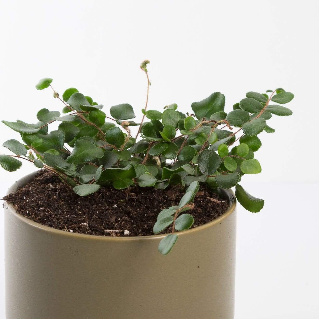 Urban Sprouts Plant Fern 'Button'