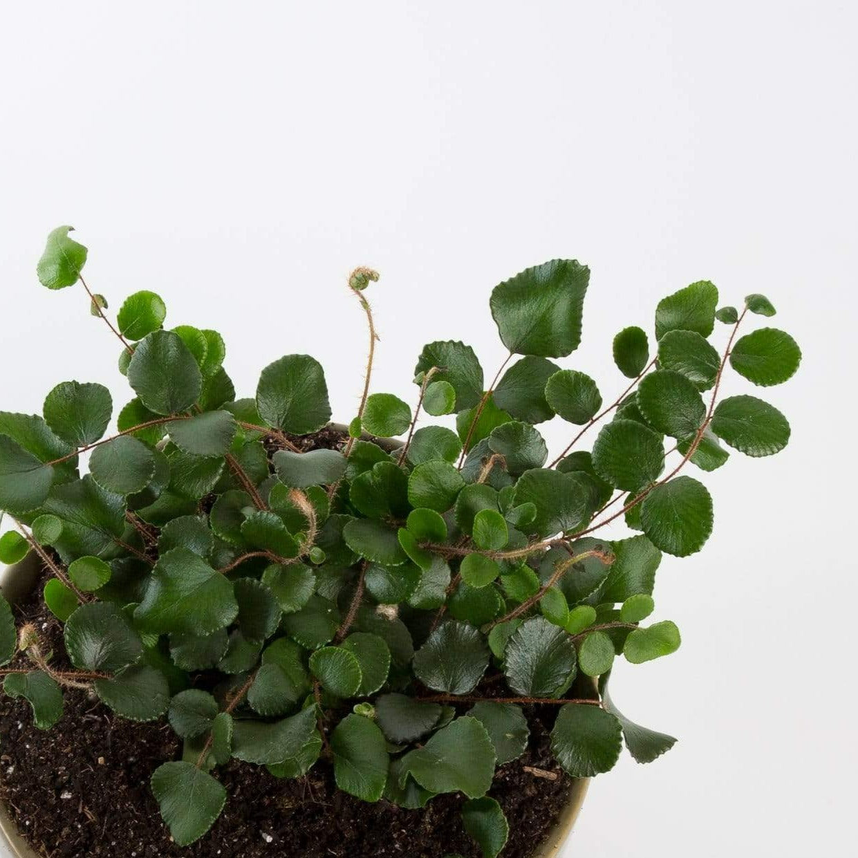 Urban Sprouts Plant Fern 'Button'