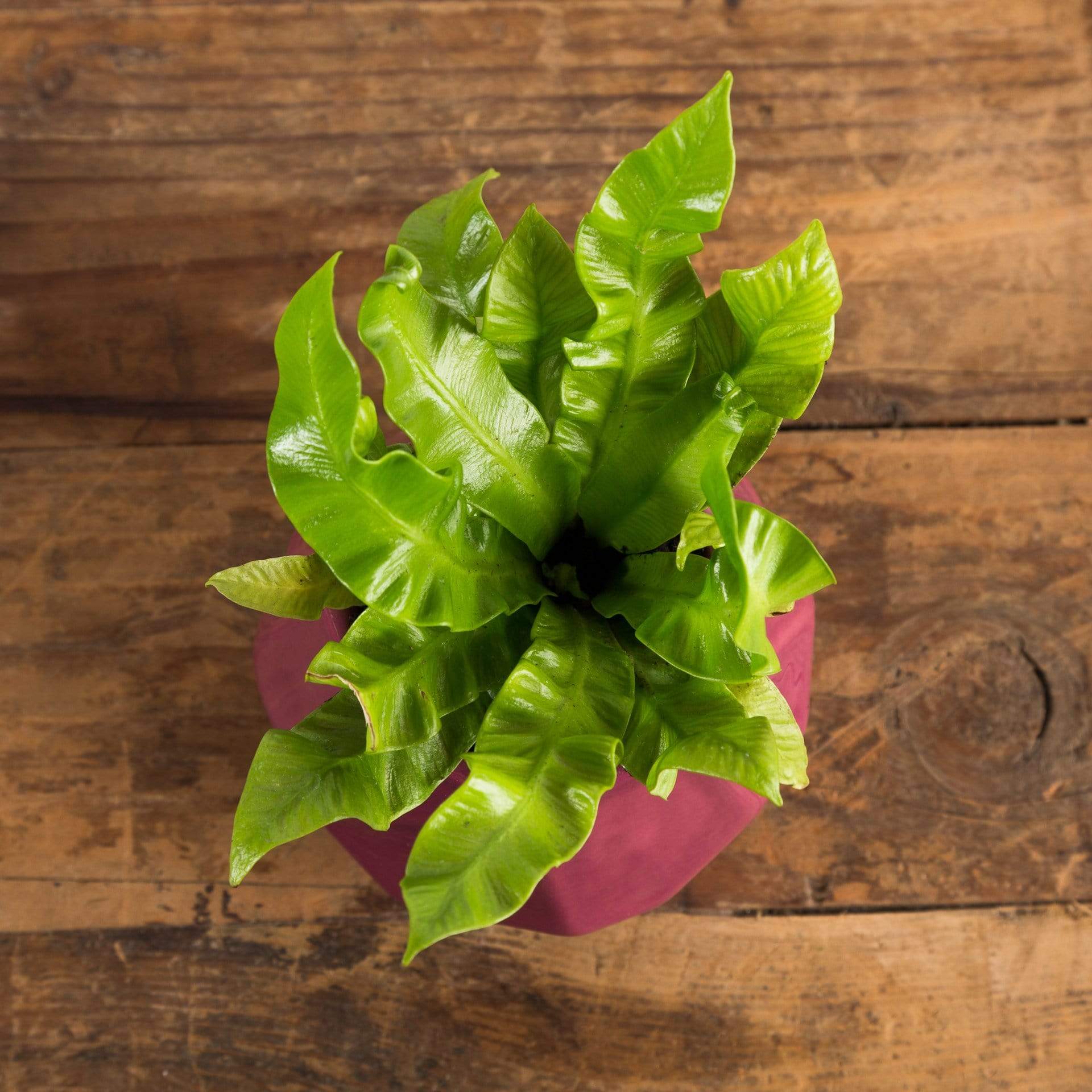 Urban Sprouts Crispy Wave Fern - Thumbnail 2