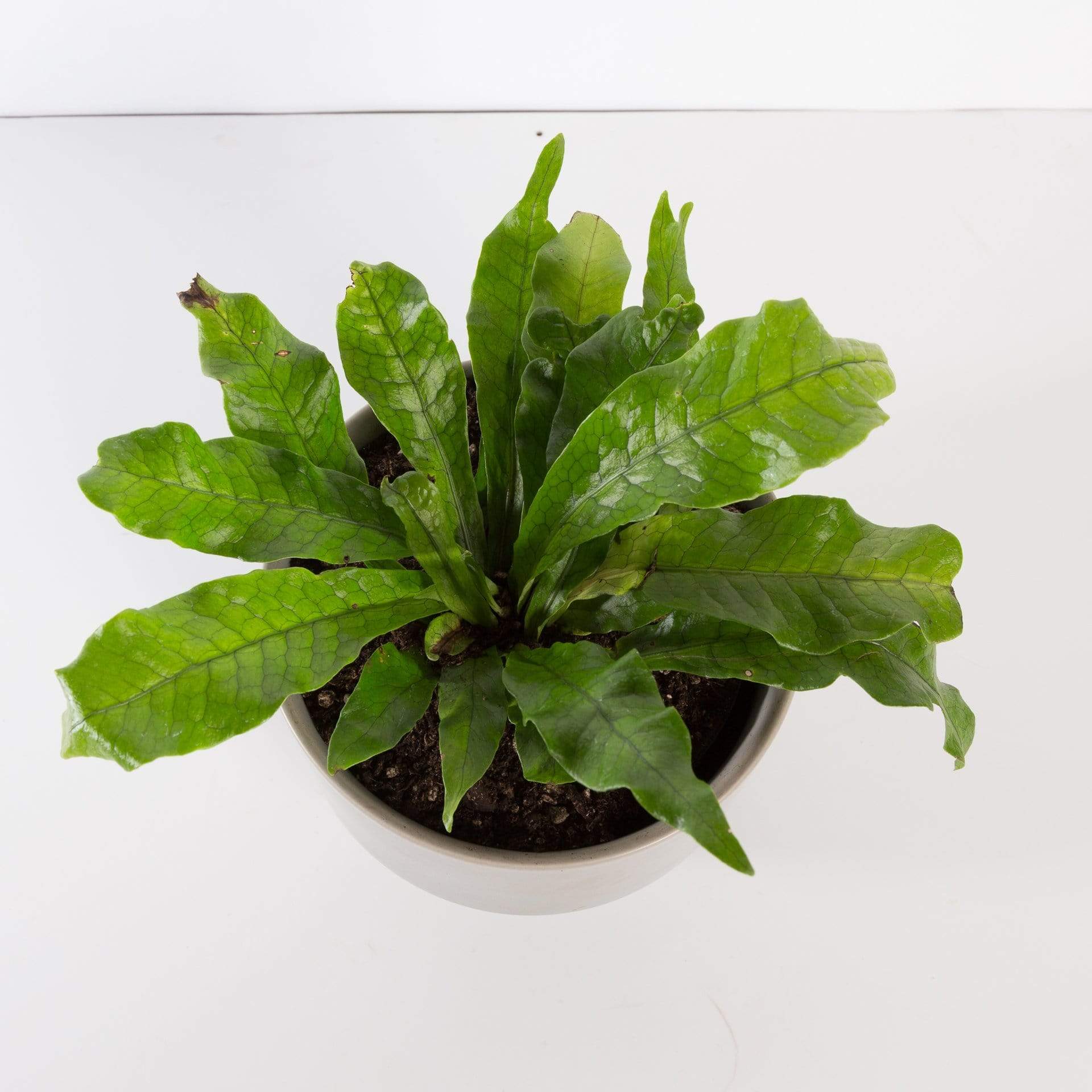 Urban Sprouts Plant Fern 'Crocodile'