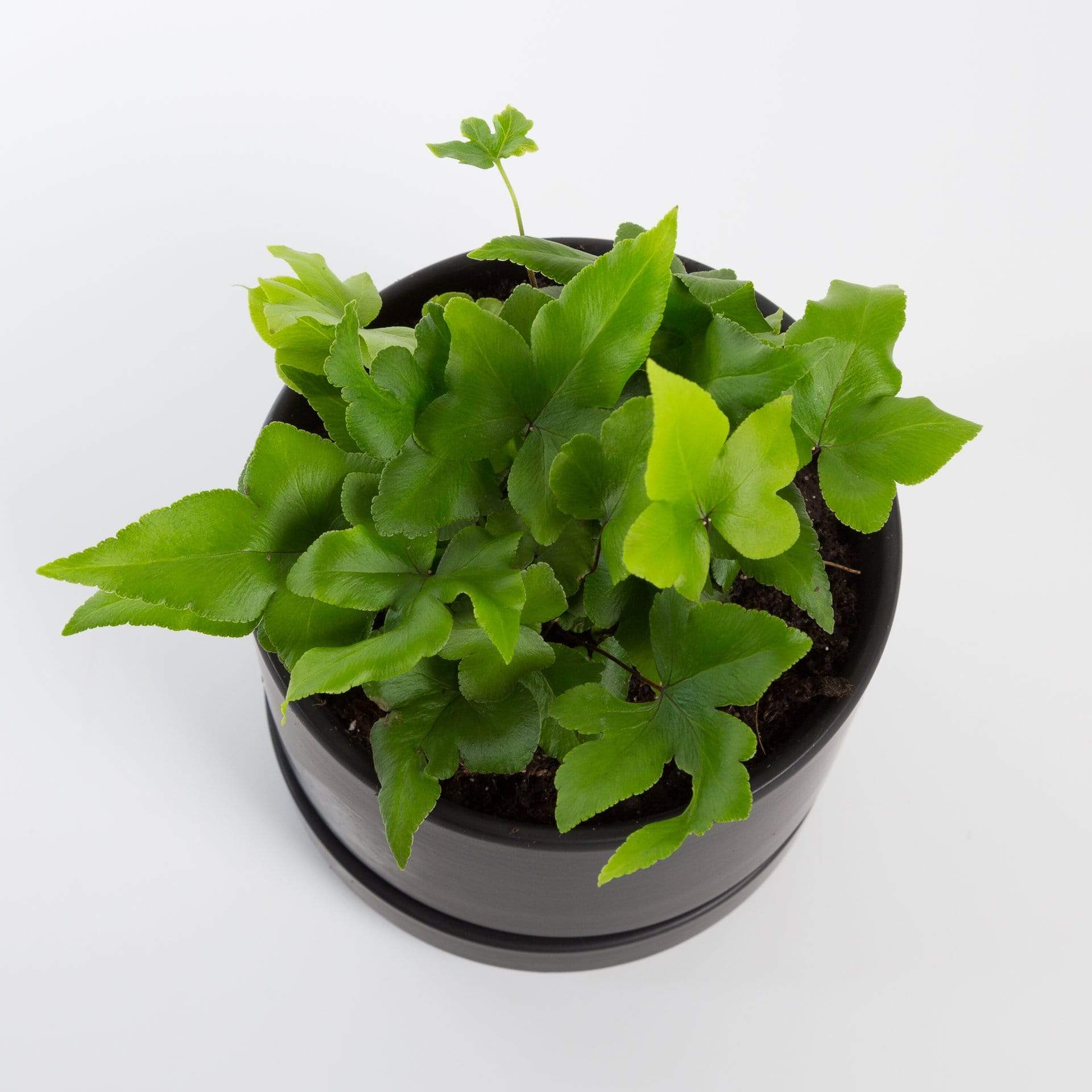 Urban Sprouts Plant 4" in nursery pot Fern 'Digit'