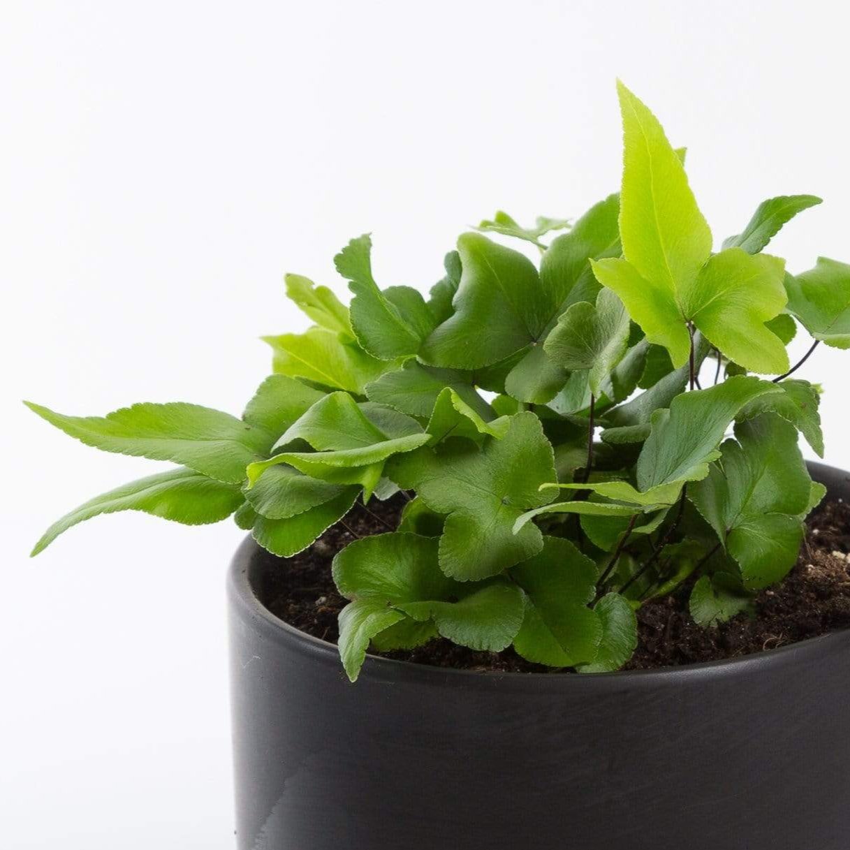 Urban Sprouts Plant 4" in nursery pot Fern 'Digit'