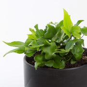 Urban Sprouts Plant 4" in nursery pot Fern 'Digit'