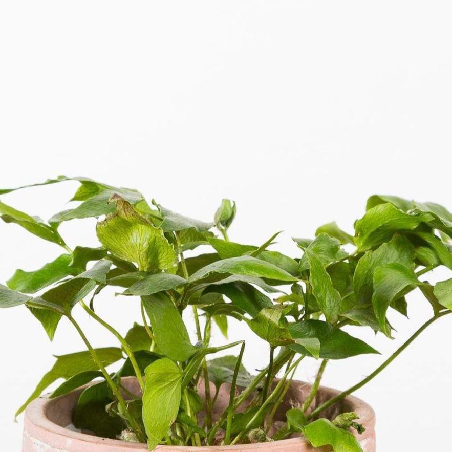 Fern 'Holly' - Urban Sprouts
