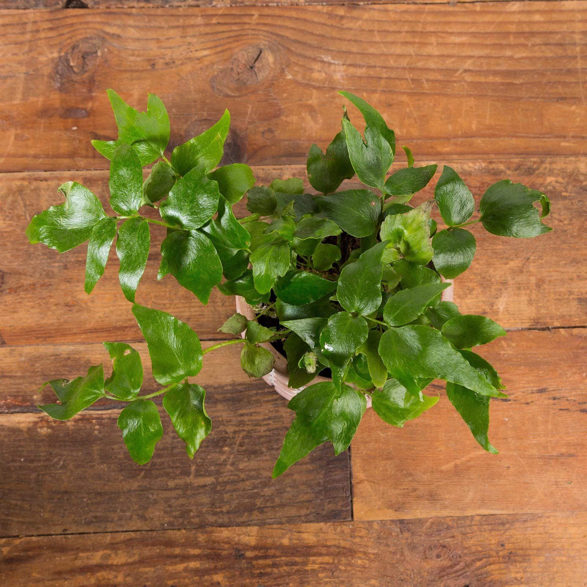 Fern 'Holly' - Urban Sprouts