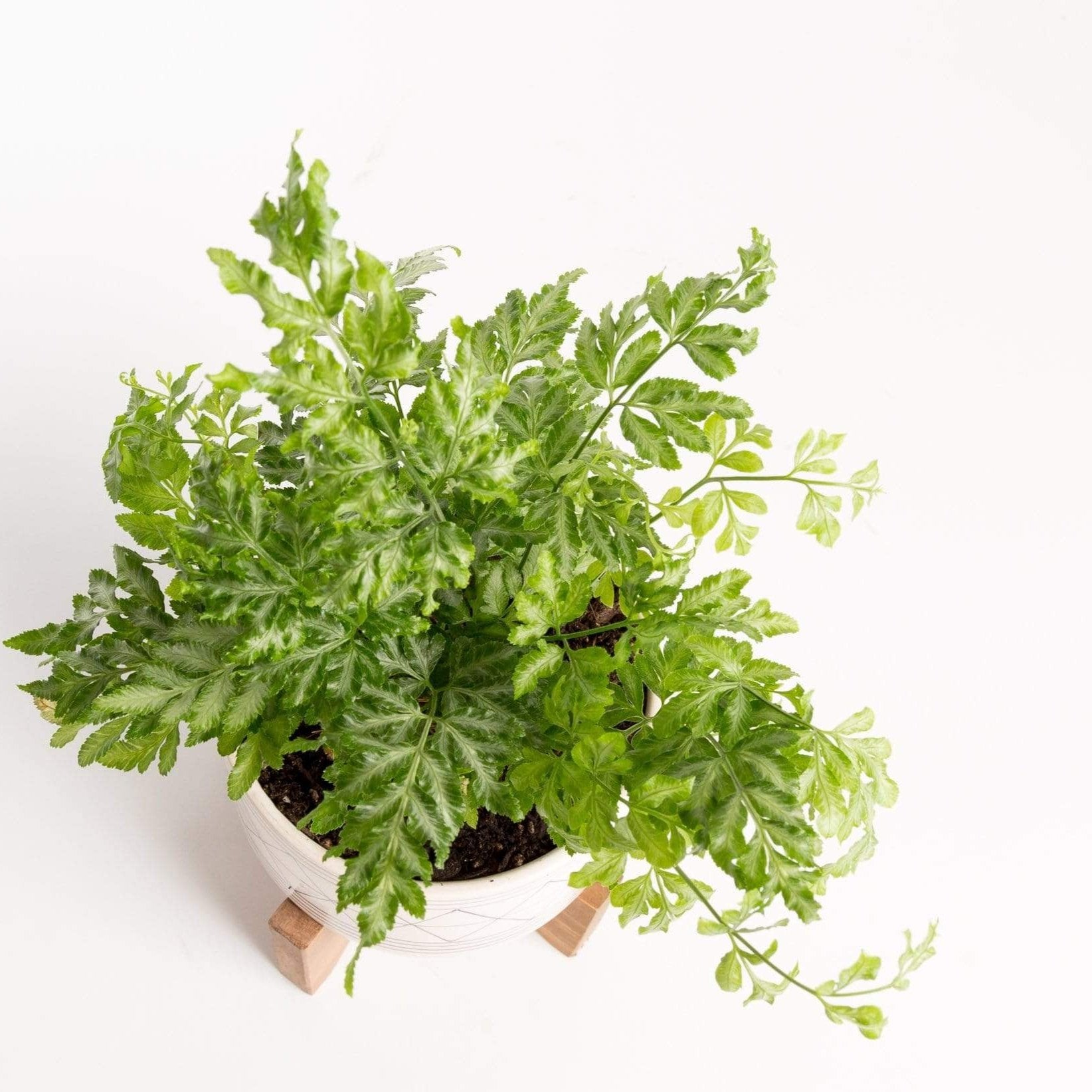 Urban Sprouts Plant 4" in nursery pot Fern 'Silver Lace'