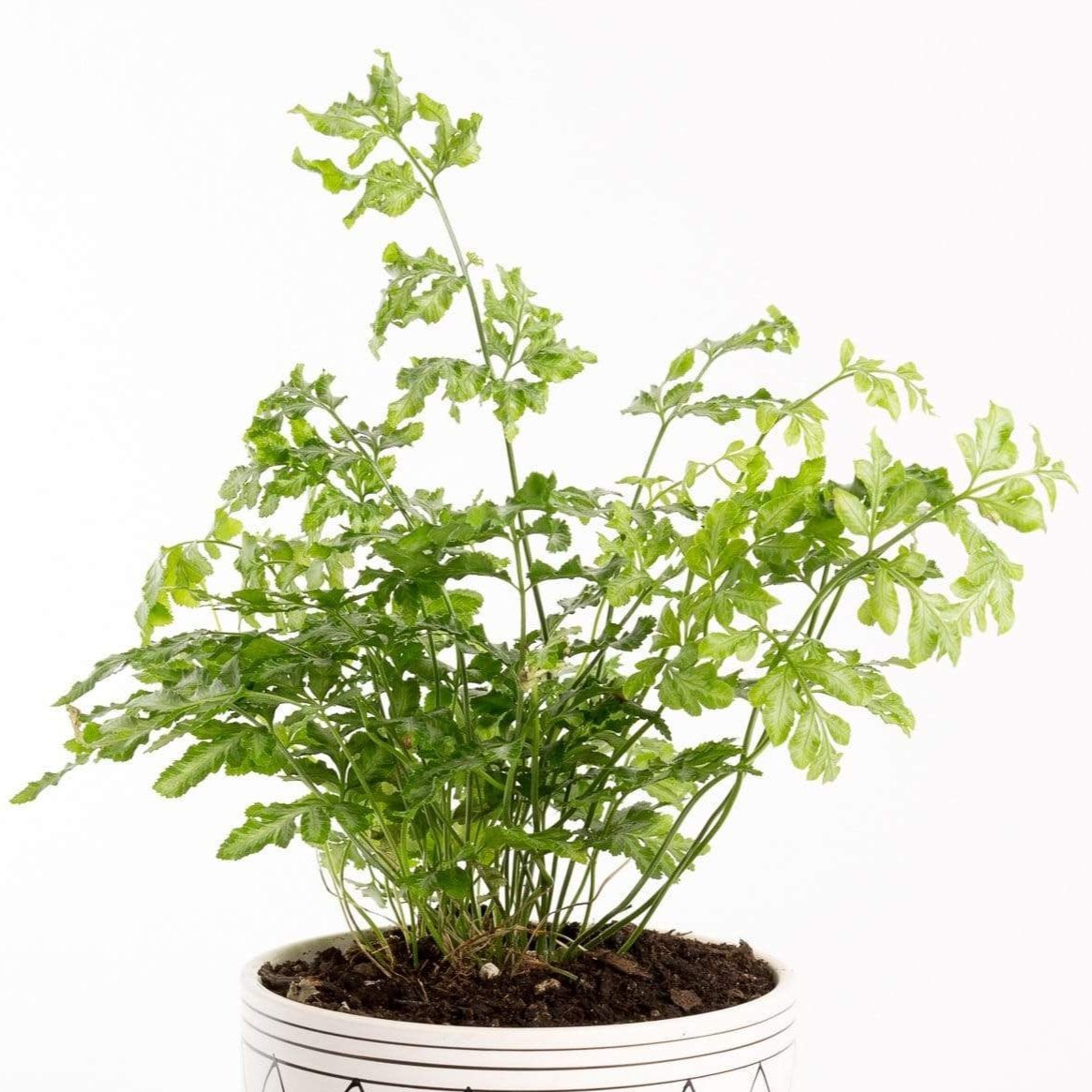 Urban Sprouts Plant 4" in nursery pot Fern 'Silver Lace'