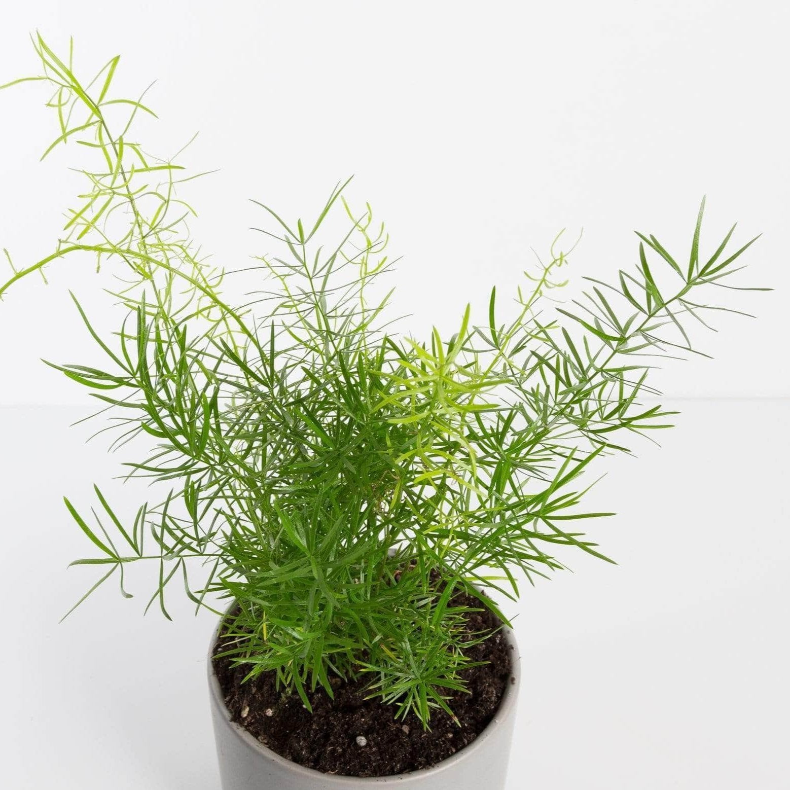 asparagus plant in pot Fern 'Sprenger's Asparagus' 4" – Urban Sprouts
