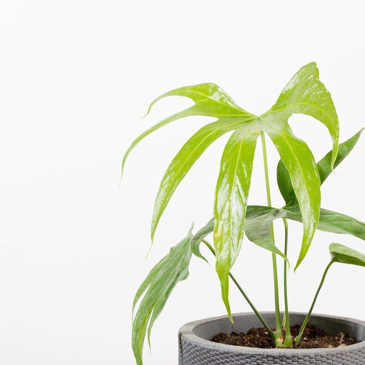 Flamingo Flower 'Fingers' 6" - Urban Sprouts