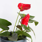 Urban Sprouts Plant Flamingo Flowers