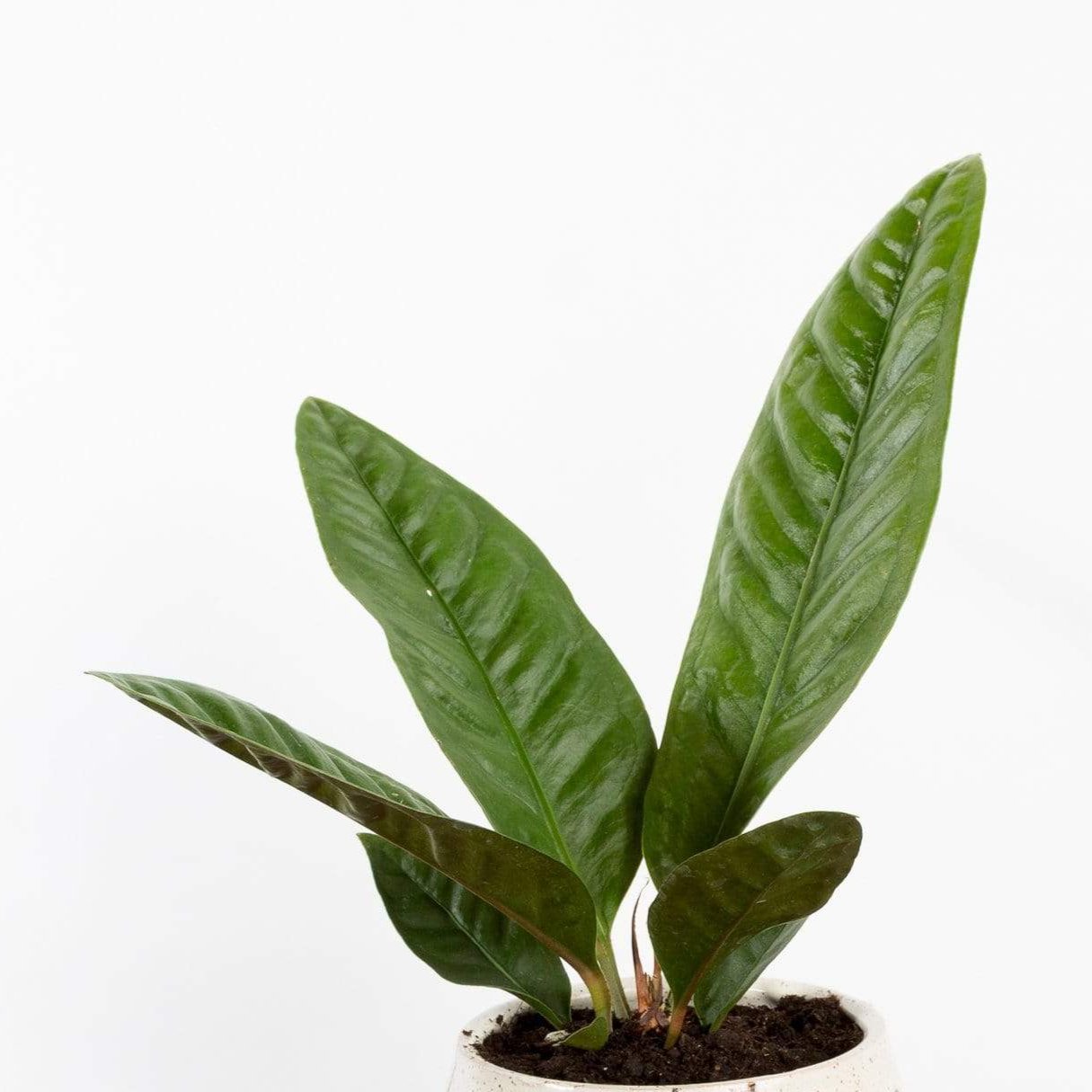 Flamingo Flower 'Superbum' - Urban Sprouts