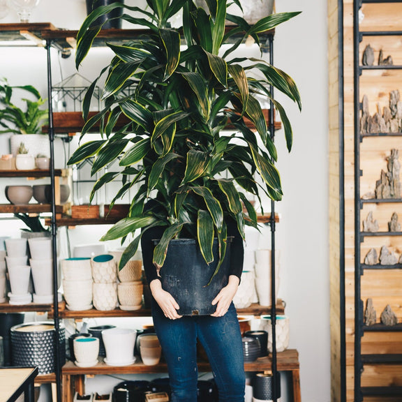 Plant Pickup Service - Urban Sprouts