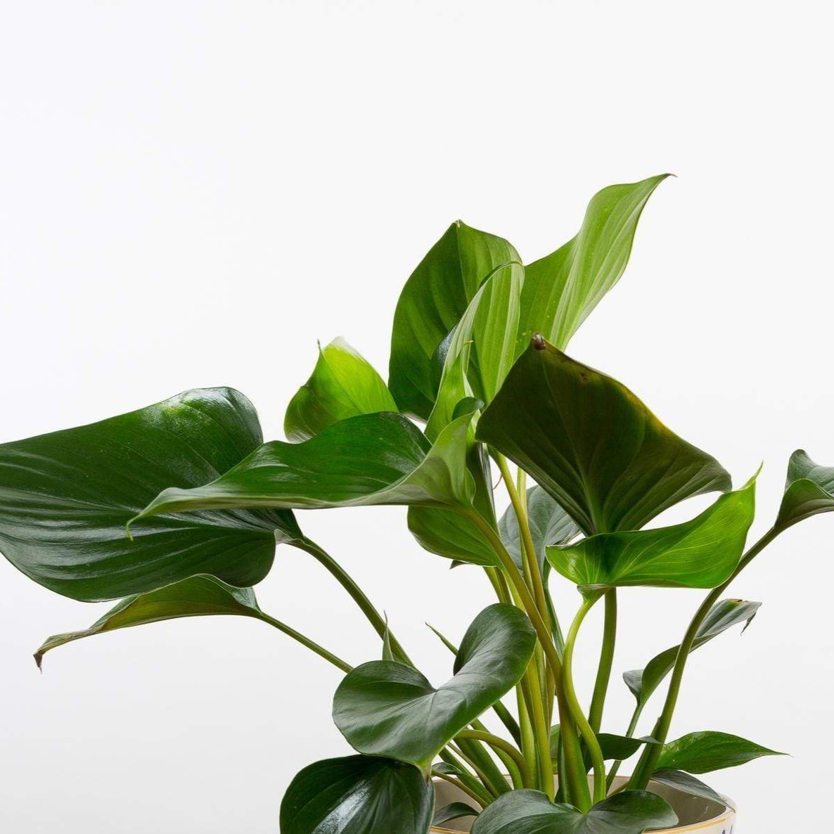 Homalomena 'Emerald Gem' - Urban Sprouts