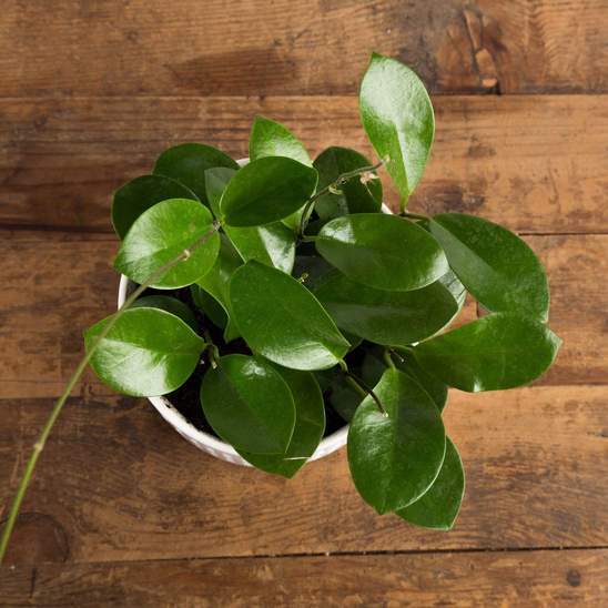 Urban Sprouts Plant Hoya 'Australis'