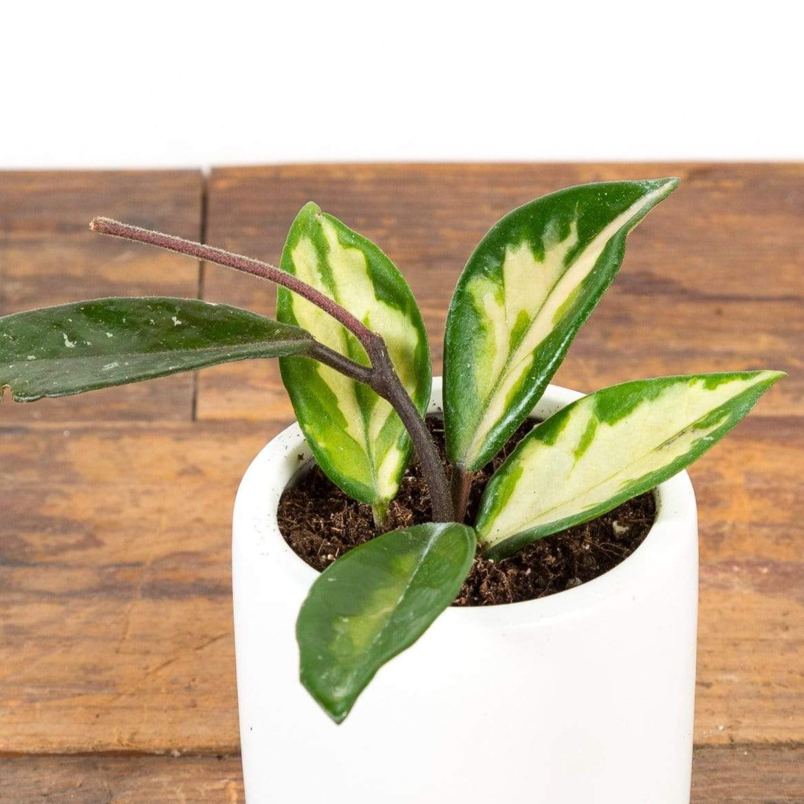 Hoya 'Krimson Princess' - Urban Sprouts